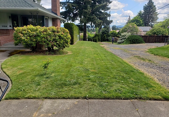 Lawn care technician mowing a green residential lawn with a push mower