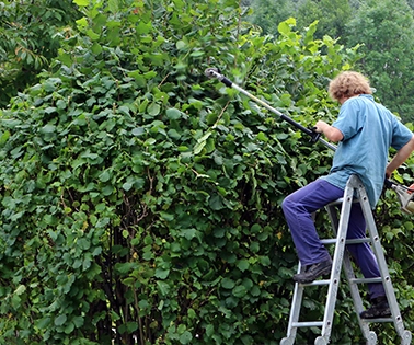 Gardener collecting branches and debris into a wheelbarrow beside trimmed shrubs