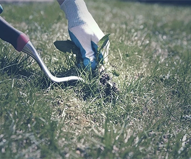 Wide view of manicured front yard with lush, evenly cut grass