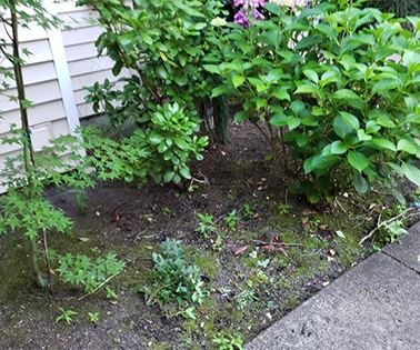 Neatly cleaned backyard with freshly edged lawn and cleared flower beds