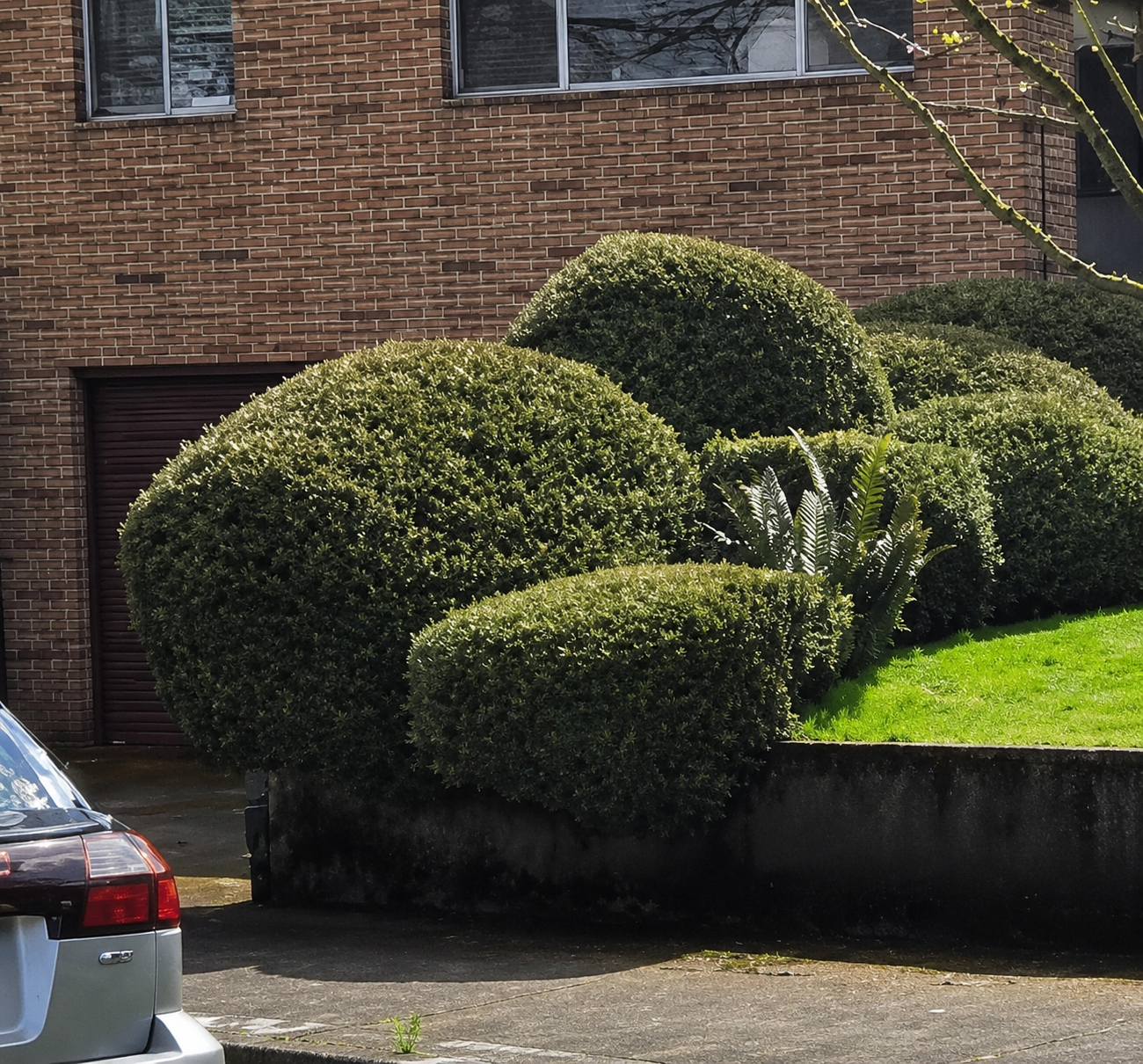 Shape Brush